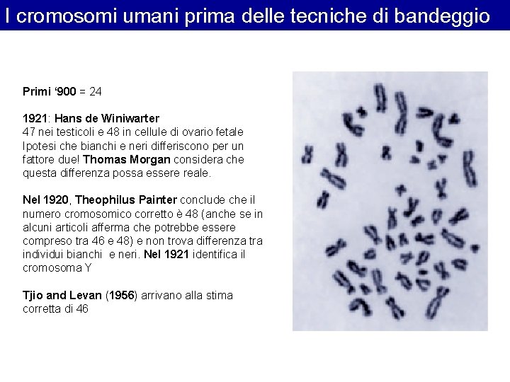 I cromosomi umani prima delle tecniche di bandeggio Primi ‘ 900 = 24 1921: I cromosomi umani prima delle tecniche di bandeggio Primi ‘ 900 = 24 1921: