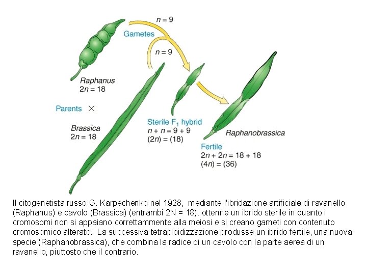 Il citogenetista russo G. Karpechenko nel 1928, mediante l'ibridazione artificiale di ravanello (Raphanus) e Il citogenetista russo G. Karpechenko nel 1928, mediante l'ibridazione artificiale di ravanello (Raphanus) e