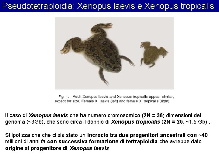 Pseudotetraploidia: Xenopus laevis e Xenopus tropicalis Il caso di Xenopus laevis che ha numero Pseudotetraploidia: Xenopus laevis e Xenopus tropicalis Il caso di Xenopus laevis che ha numero