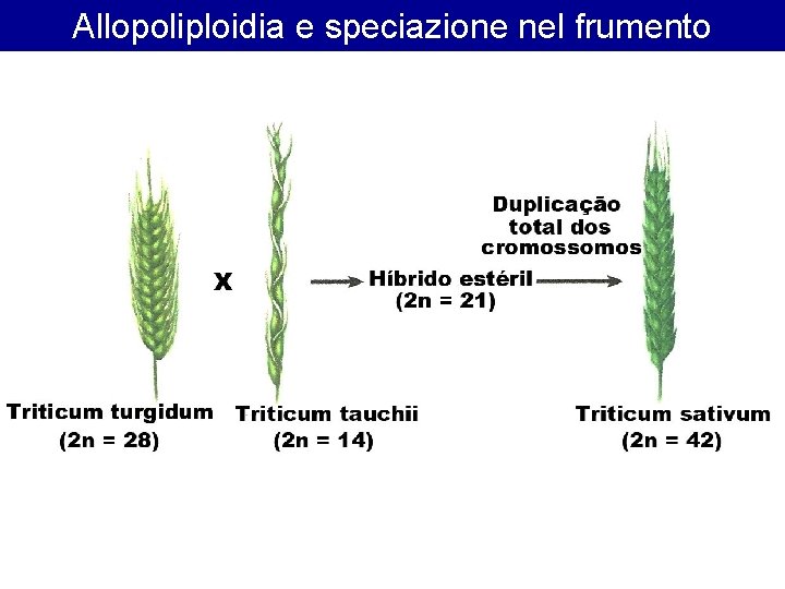 Allopoliploidia e speciazione nel frumento Allopoliploidia e speciazione nel frumento