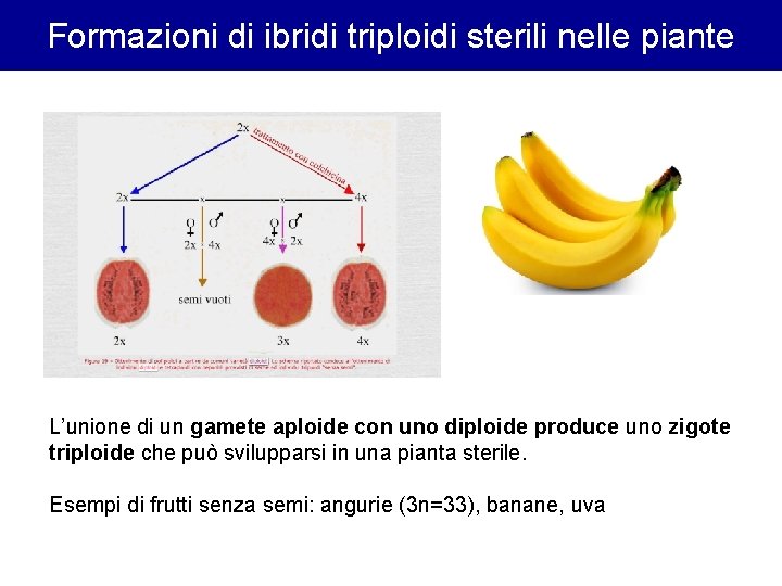 Formazioni di ibridi triploidi sterili nelle piante L’unione di un gamete aploide con uno Formazioni di ibridi triploidi sterili nelle piante L’unione di un gamete aploide con uno