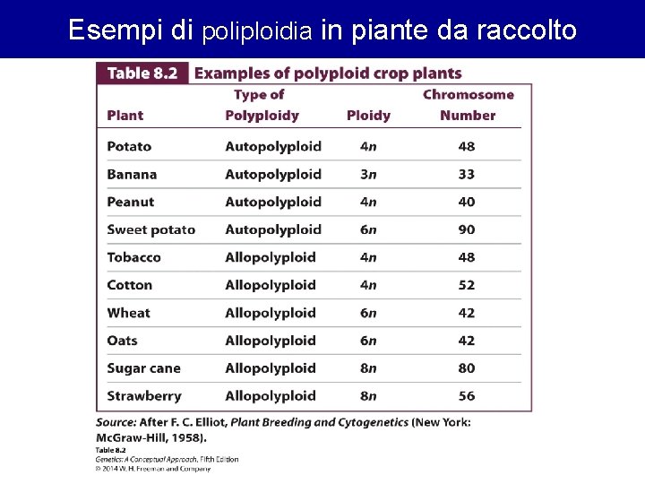 Esempi di poliploidia in piante da raccolto Esempi di poliploidia in piante da raccolto