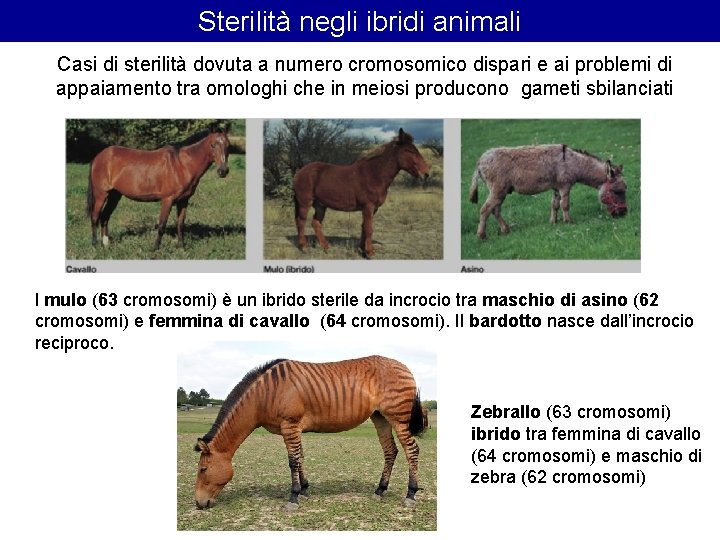 Sterilità negli ibridi animali Casi di sterilità dovuta a numero cromosomico dispari e ai Sterilità negli ibridi animali Casi di sterilità dovuta a numero cromosomico dispari e ai