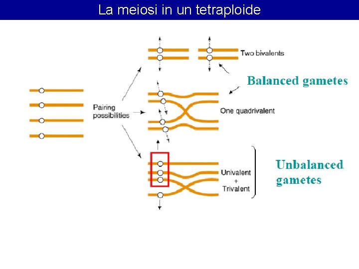La meiosi in un tetraploide La meiosi in un tetraploide