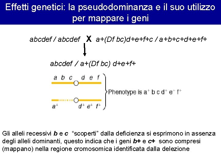Effetti genetici: la pseudodominanza e il suo utilizzo per mappare i geni abcdef / Effetti genetici: la pseudodominanza e il suo utilizzo per mappare i geni abcdef /