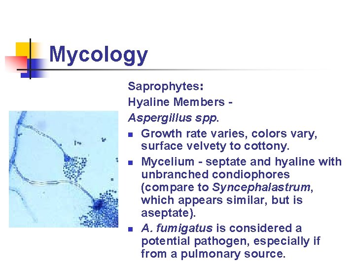 Mycology Saprophytes: Hyaline Members Aspergillus spp. n Growth rate varies, colors vary, surface velvety