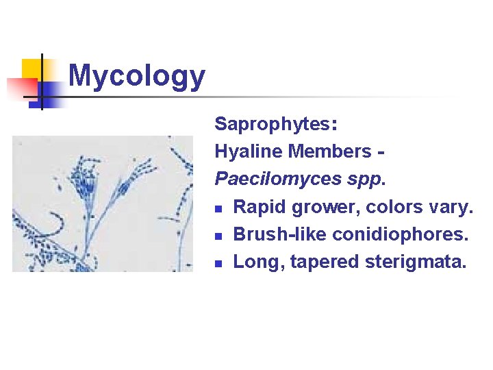 Mycology Saprophytes: Hyaline Members Paecilomyces spp. n Rapid grower, colors vary. n Brush-like conidiophores.