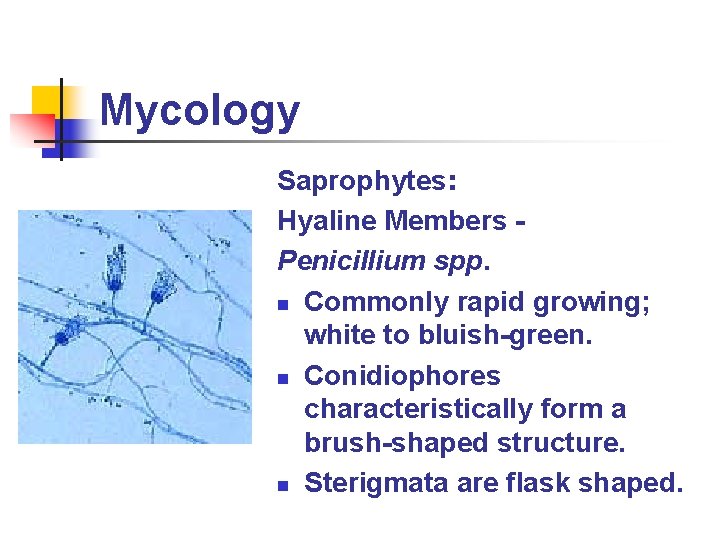 Mycology Saprophytes: Hyaline Members Penicillium spp. n Commonly rapid growing; white to bluish-green. n