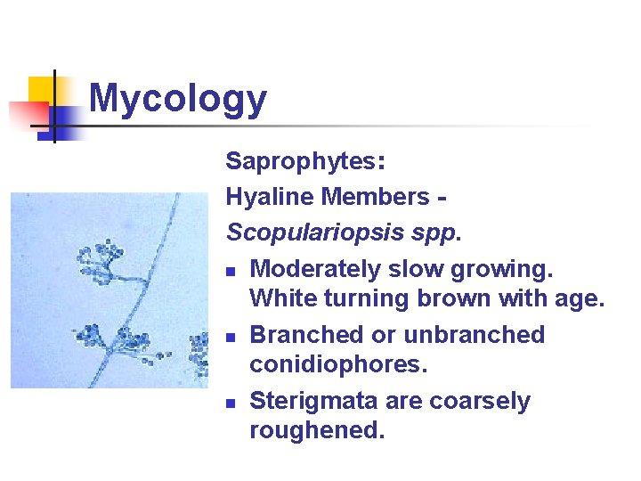 Mycology Saprophytes: Hyaline Members Scopulariopsis spp. n Moderately slow growing. White turning brown with