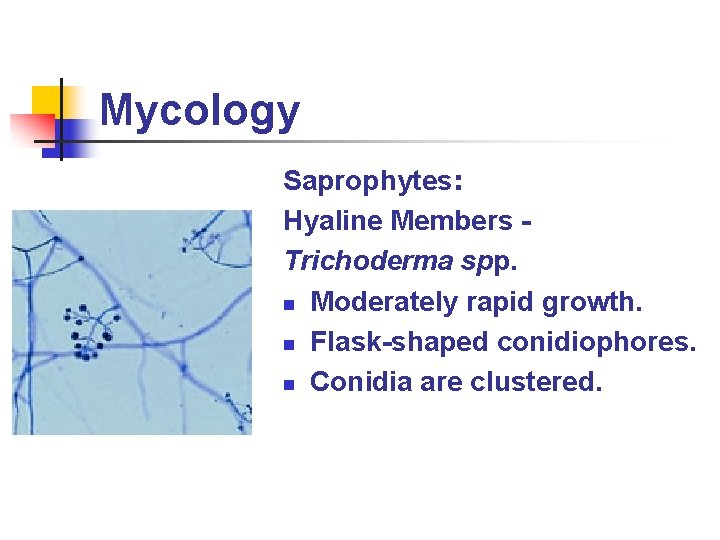 Mycology Saprophytes: Hyaline Members Trichoderma spp. n Moderately rapid growth. n Flask-shaped conidiophores. n