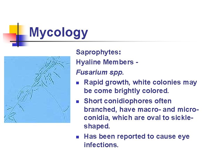 Mycology Saprophytes: Hyaline Members Fusarium spp. n Rapid growth, white colonies may be come