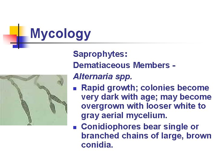 Mycology Saprophytes: Dematiaceous Members Alternaria spp. n Rapid growth; colonies become very dark with