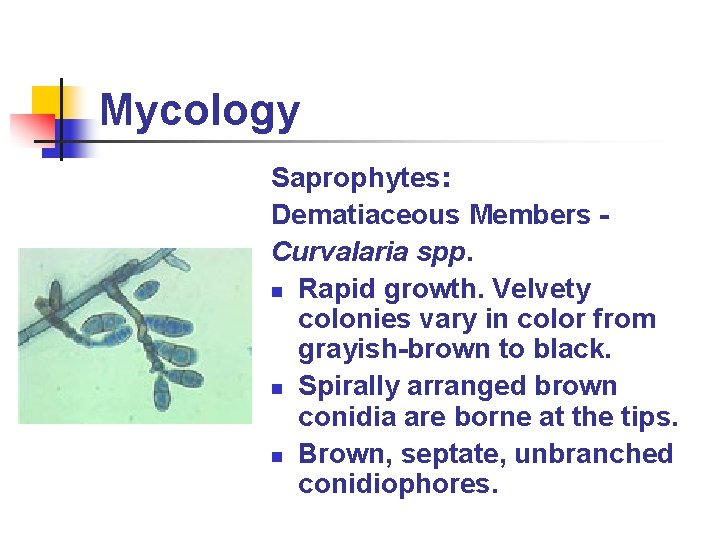 Mycology Saprophytes: Dematiaceous Members Curvalaria spp. n Rapid growth. Velvety colonies vary in color
