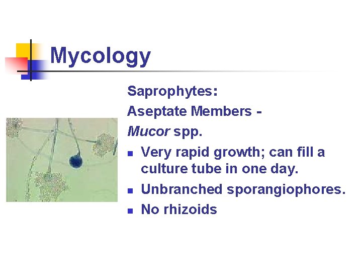 Mycology Saprophytes: Aseptate Members Mucor spp. n Very rapid growth; can fill a culture