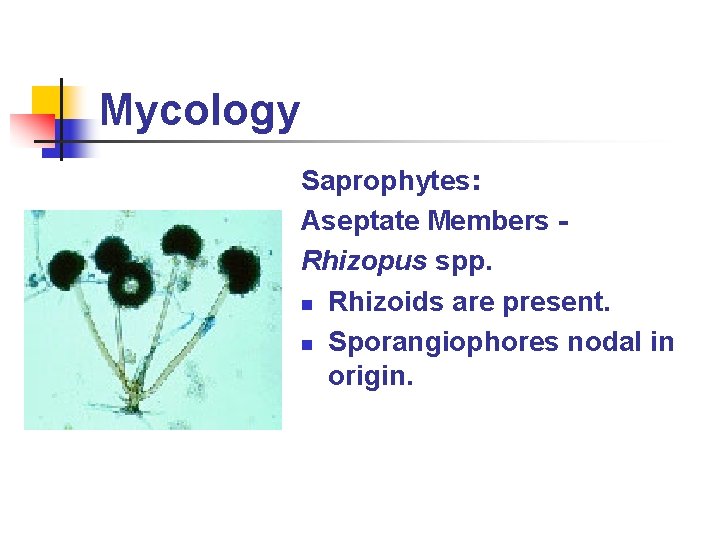 Mycology Saprophytes: Aseptate Members Rhizopus spp. n Rhizoids are present. n Sporangiophores nodal in