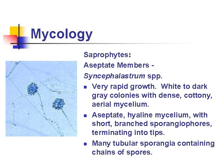 Mycology Saprophytes: Aseptate Members Syncephalastrum spp. n Very rapid growth. White to dark gray