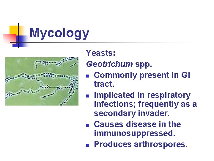 Mycology Yeasts: Geotrichum spp. n Commonly present in GI tract. n Implicated in respiratory