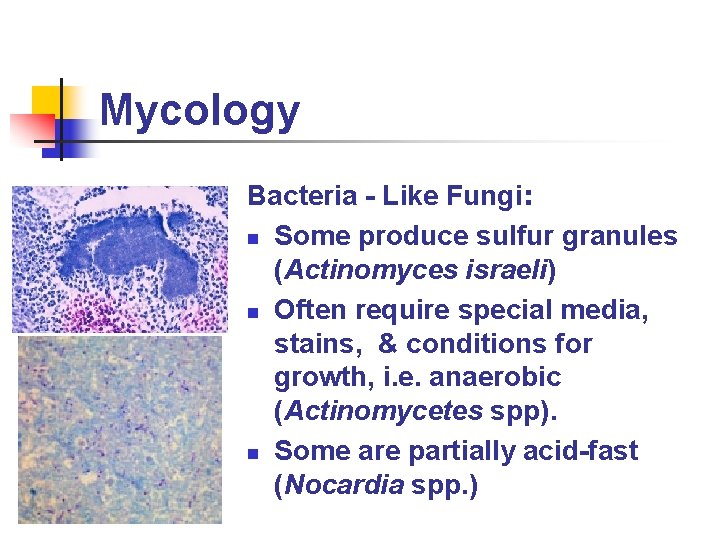 Mycology Bacteria - Like Fungi: n Some produce sulfur granules (Actinomyces israeli) n Often