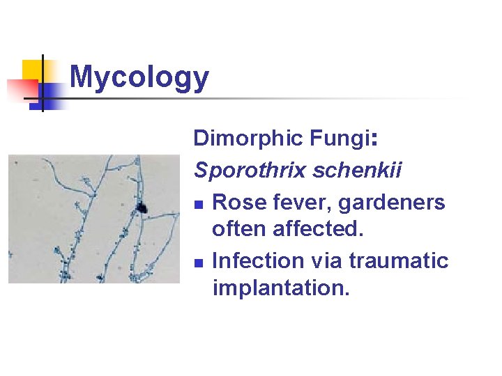 Mycology Dimorphic Fungi: Sporothrix schenkii n Rose fever, gardeners often affected. n Infection via