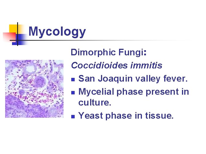 Mycology Dimorphic Fungi: Coccidioides immitis n San Joaquin valley fever. n Mycelial phase present