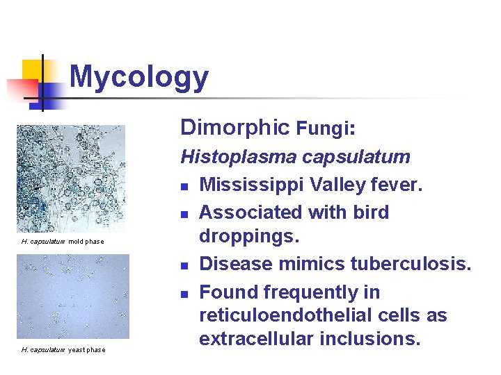 Mycology Dimorphic Fungi: H. capsulatum mold phase H. capsulatum yeast phase Histoplasma capsulatum n