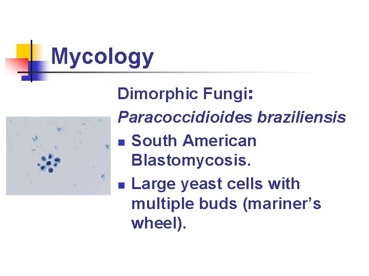 Mycology Dimorphic Fungi: Paracoccidioides braziliensis n South American Blastomycosis. n Large yeast cells with