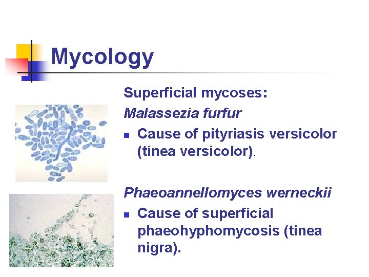 Mycology Superficial mycoses: Malassezia furfur n Cause of pityriasis versicolor (tinea versicolor). Phaeoannellomyces werneckii