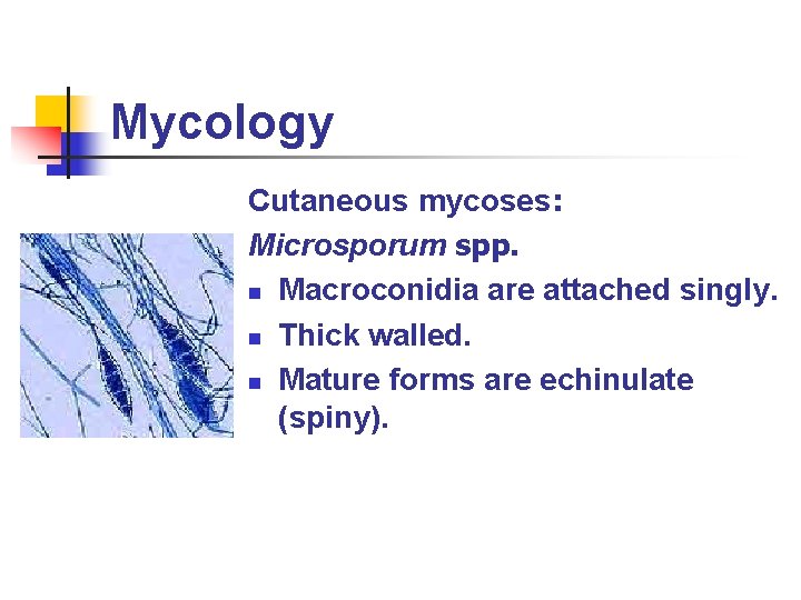 Mycology Cutaneous mycoses: Microsporum spp. n Macroconidia are attached singly. n Thick walled. n