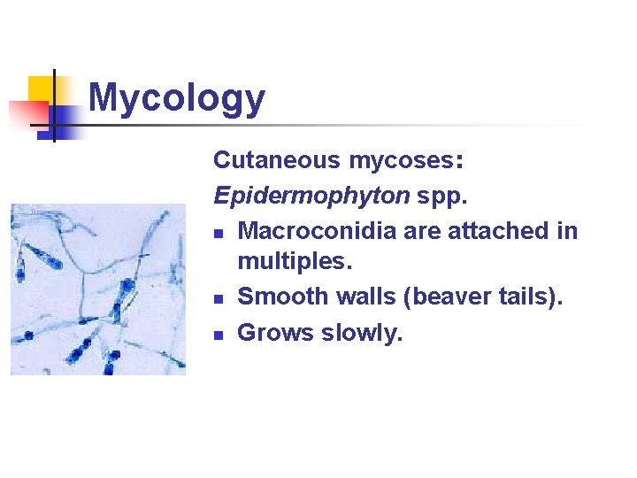 Mycology Cutaneous mycoses: Epidermophyton spp. n Macroconidia are attached in multiples. n Smooth walls