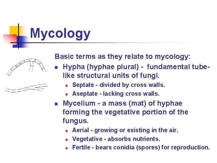 Mycology Basic terms as they relate to mycology: n Hypha (hyphae plural) - fundamental