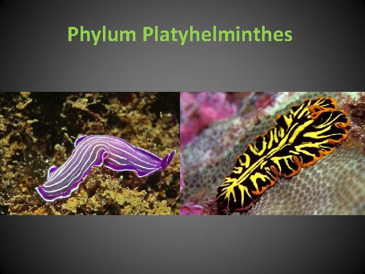 Phylum Platyhelminthes 