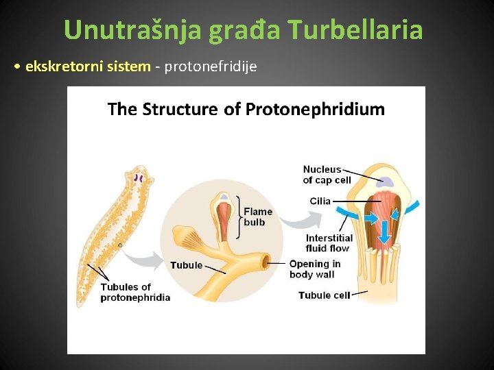 Unutrašnja građa Turbellaria • ekskretorni sistem - protonefridije 