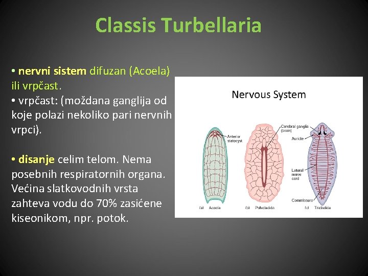 Classis Turbellaria • nervni sistem difuzan (Acoela) ili vrpčast. • vrpčast: (moždana ganglija od