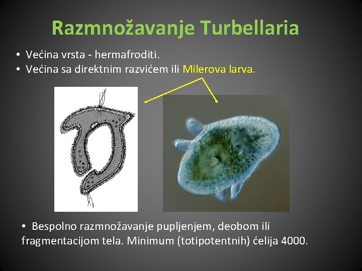 Razmnožavanje Turbellaria • Većina vrsta - hermafroditi. • Većina sa direktnim razvićem ili Milerova