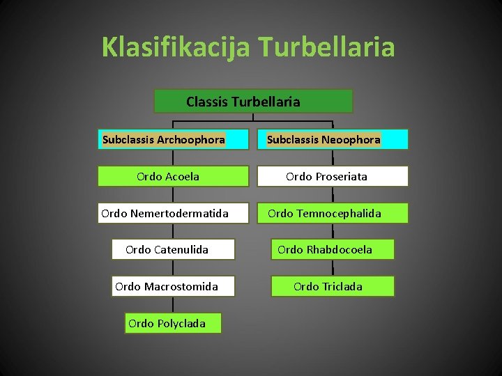 Klasifikacija Turbellaria Classis Turbellaria Subclassis Archoophora Subclassis Neoophora Ordo Acoela Ordo Proseriata Ordo Nemertodermatida