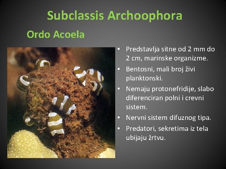 Subclassis Archoophora Ordo Acoela • Predstavlja sitne od 2 mm do 2 cm, marinske