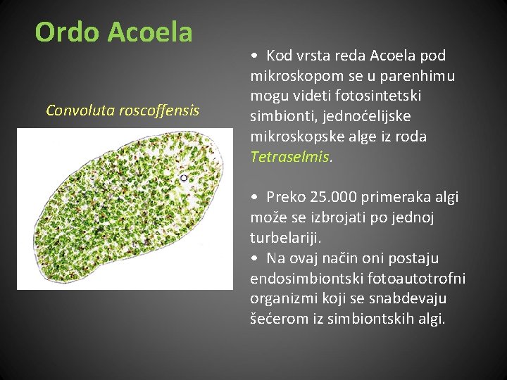 Ordo Acoela Convoluta roscoffensis • Kod vrsta reda Acoela pod mikroskopom se u parenhimu