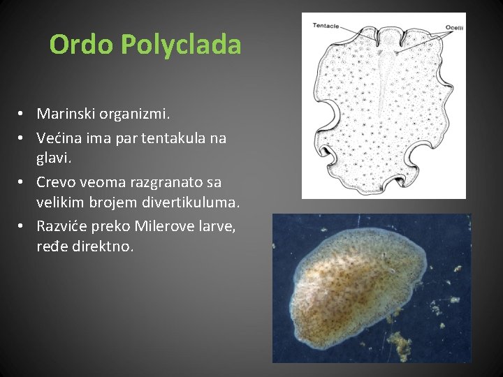 Ordo Polyclada • Marinski organizmi. • Većina ima par tentakula na glavi. • Crevo