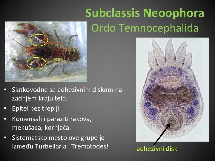 Subclassis Neoophora Ordo Temnocephalida • Slatkovodne sa adhezivnim diskom na zadnjem kraju tela. •