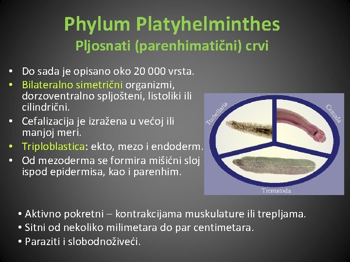 Phylum Platyhelminthes Pljosnati (parenhimatični) crvi • Do sada je opisano oko 20 000 vrsta.