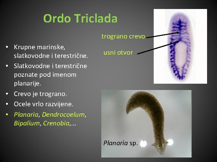 Ordo Triclada trograno crevo • Krupne marinske, slatkovodne i terestrične. • Slatkovodne i terestrične