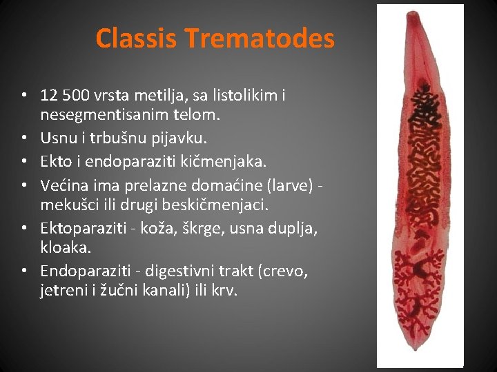 Classis Trematodes • 12 500 vrsta metilja, sa listolikim i nesegmentisanim telom. • Usnu