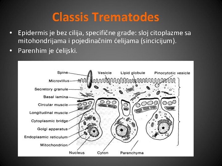 Classis Trematodes • Epidermis je bez cilija, specifične građe: sloj citoplazme sa mitohondrijama i