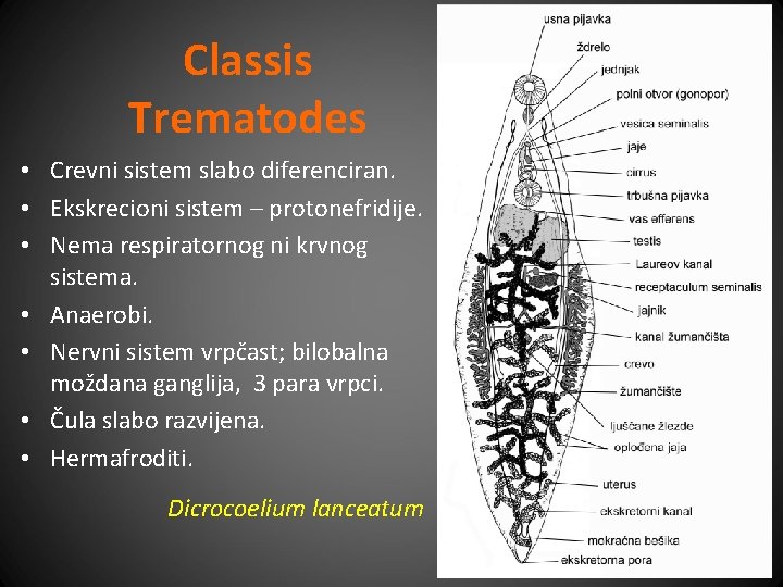 Classis Trematodes • Crevni sistem slabo diferenciran. • Ekskrecioni sistem – protonefridije. • Nema