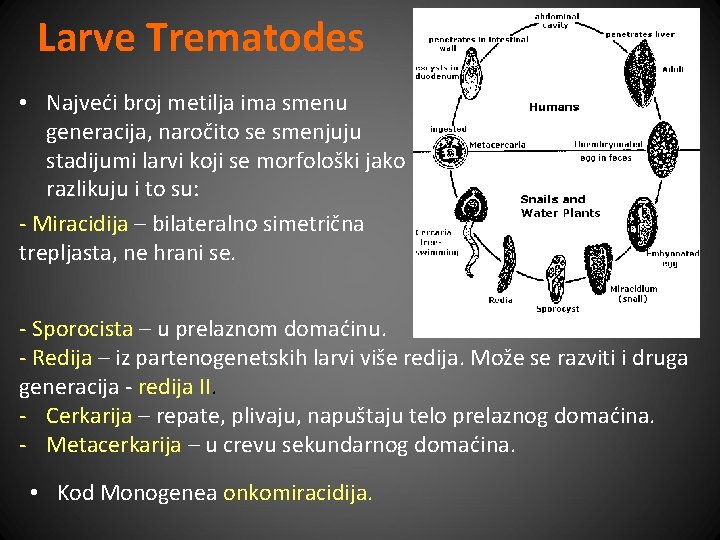 Larve Trematodes • Najveći broj metilja ima smenu generacija, naročito se smenjuju stadijumi larvi