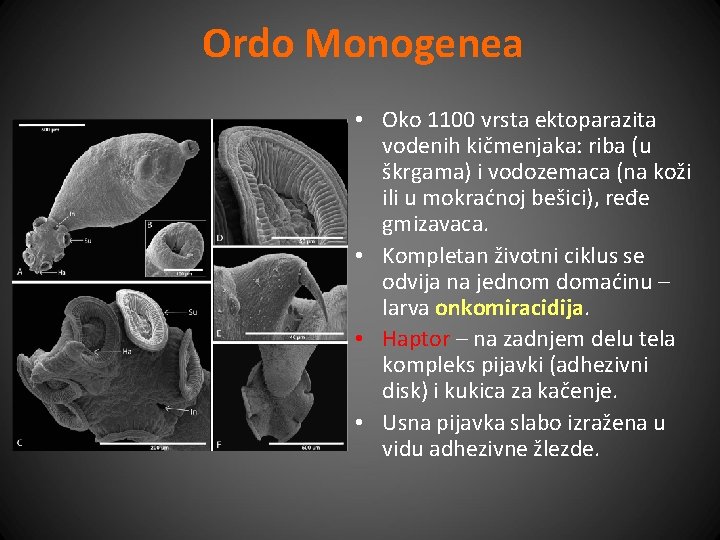 Ordo Monogenea • Oko 1100 vrsta ektoparazita vodenih kičmenjaka: riba (u škrgama) i vodozemaca