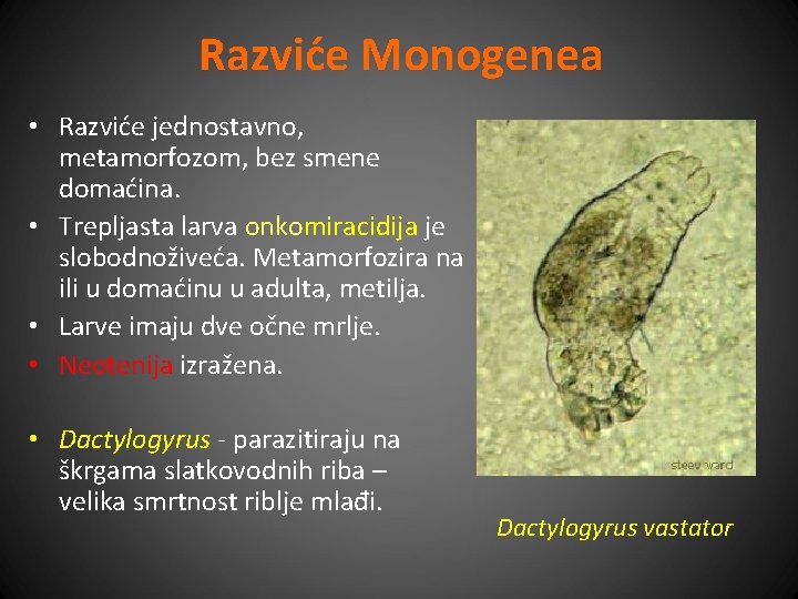 Razviće Monogenea • Razviće jednostavno, metamorfozom, bez smene domaćina. • Trepljasta larva onkomiracidija je