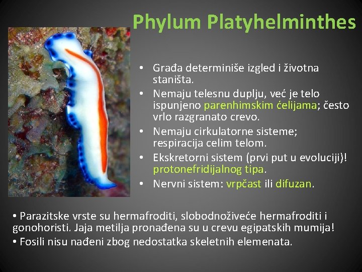 Phylum Platyhelminthes • Građa determiniše izgled i životna staništa. • Nemaju telesnu duplju, već