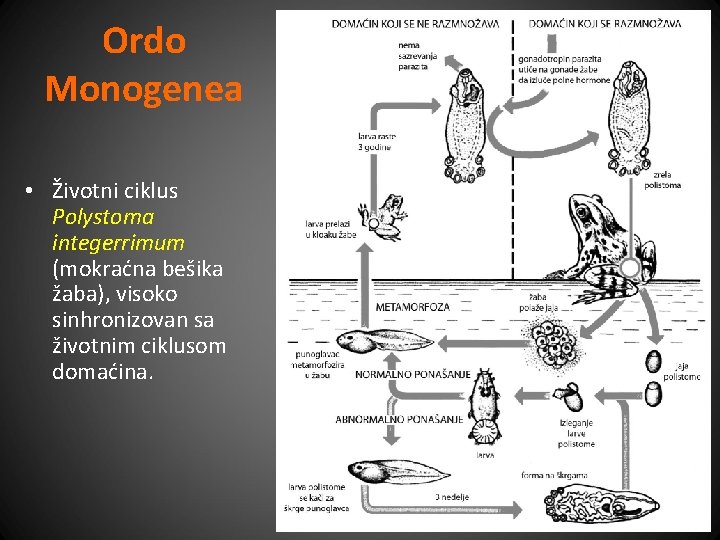 Ordo Monogenea • Životni ciklus Polystoma integerrimum (mokraćna bešika žaba), visoko sinhronizovan sa životnim