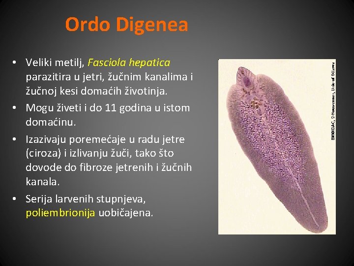 Ordo Digenea • Veliki metilj, Fasciola hepatica parazitira u jetri, žučnim kanalima i žučnoj